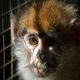 Illustration for article titled Can technology help us put an end to animal experimentation?
